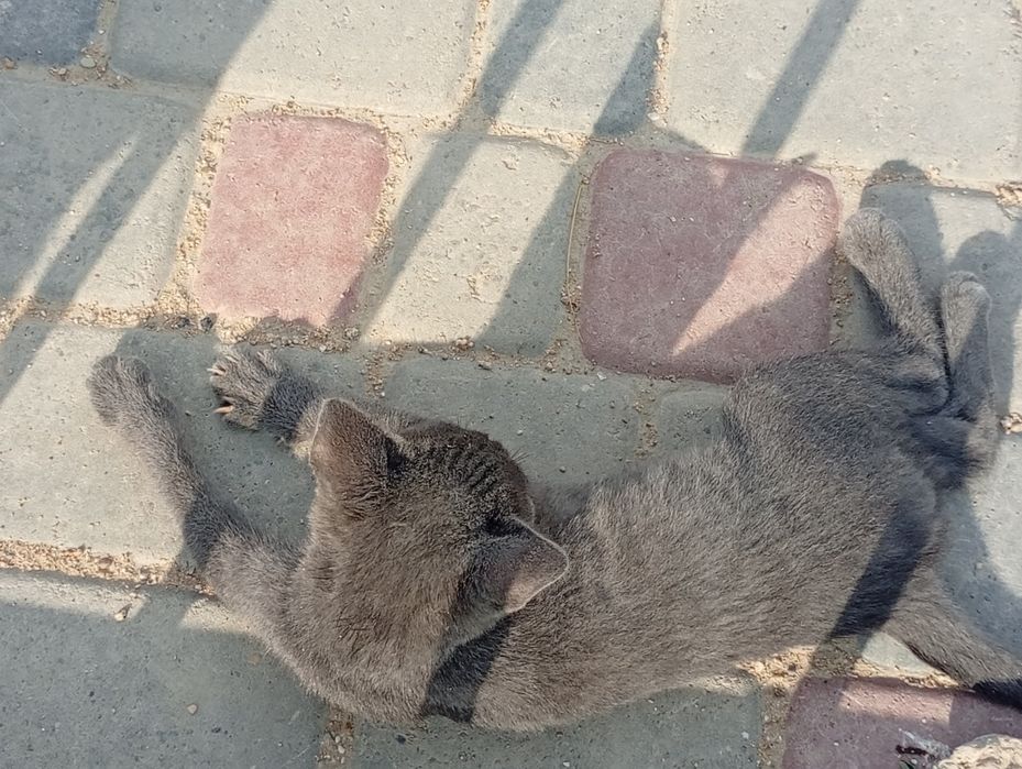 Кошка британский