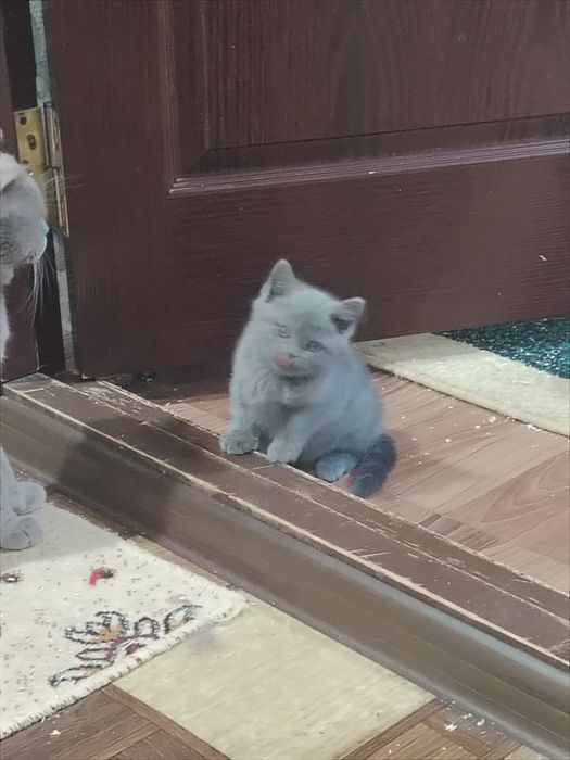 Шотландские чисто кровные котята
