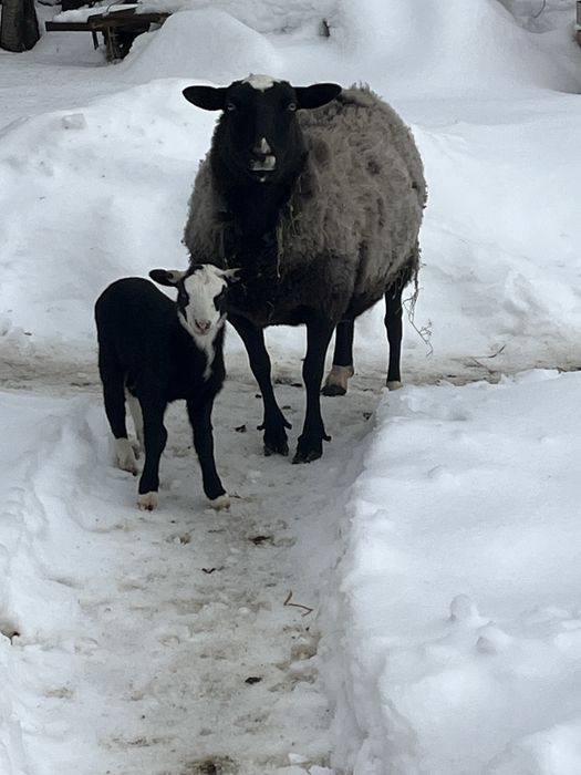 Продам барана с ягненкам 130000тг