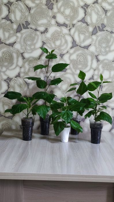 Продам гибискус (китайская роза)