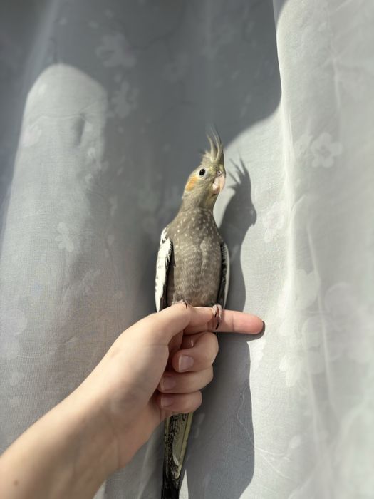 Прадам папугаяв корелл