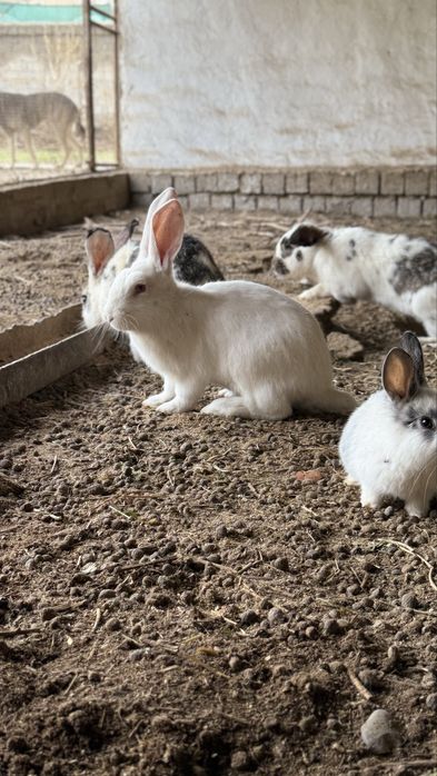 Домашние кролики