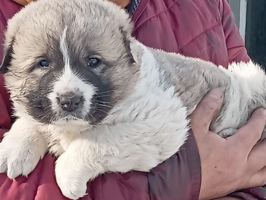 Продам щенка кавказской овчарки!