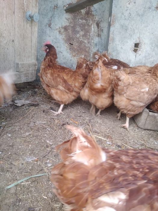 Куры (Ломанбраун)