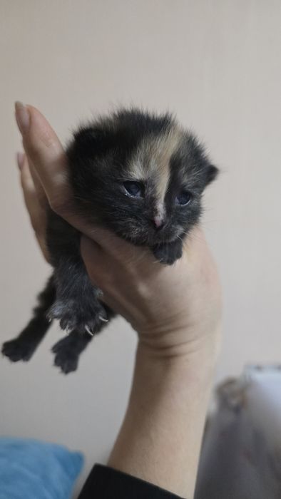 Котята в заботливые руки