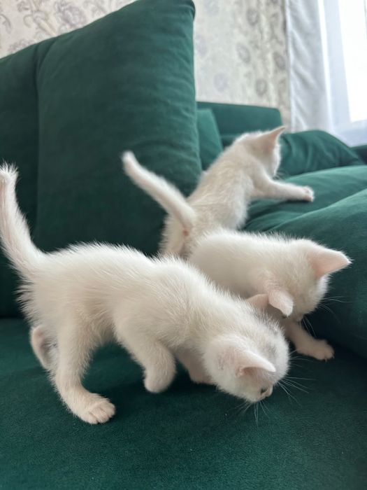 Отдам котят в добрые руки