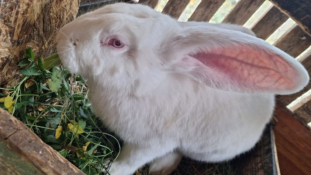 Vând iepuri Urias de Transilvania.Preț 170 lei negociabil.