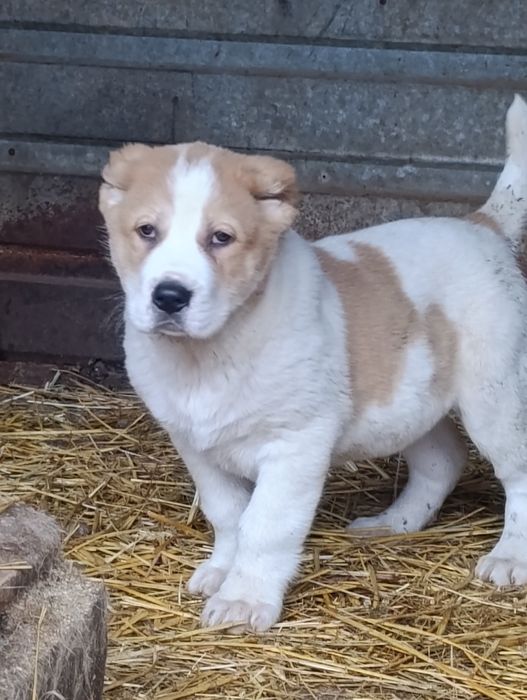 Кобель Алабайчик .