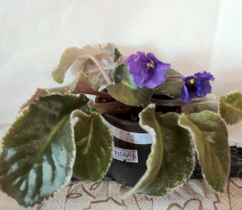 Фиалки продаются