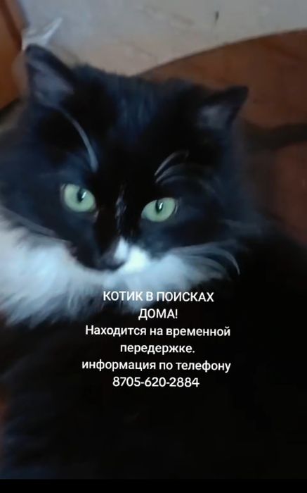 Котик в поисках дома