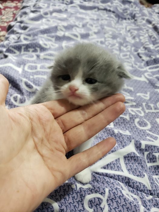 Котёнок. Скоттиш фолд