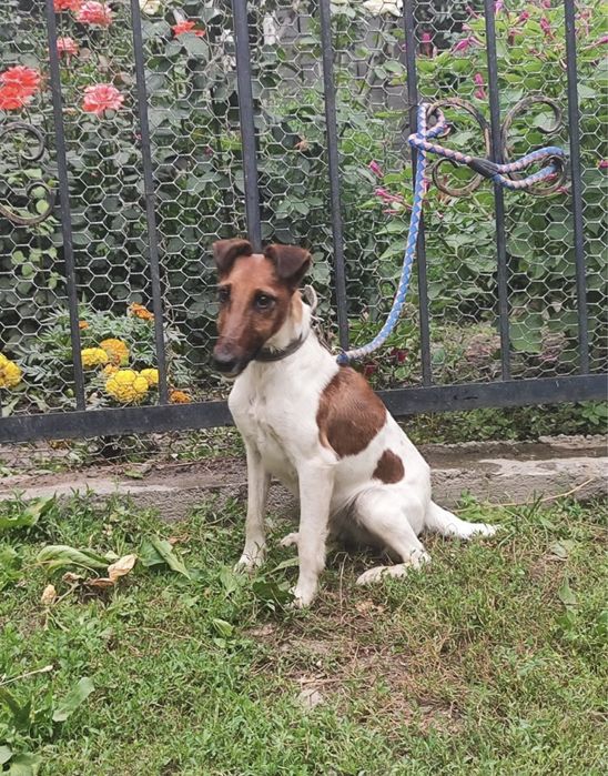 К продаже фокстерьер