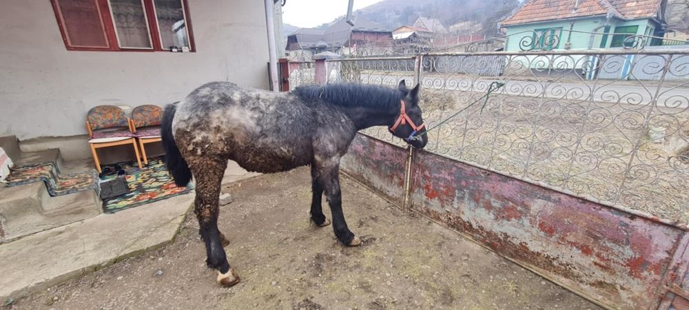 Mânz tânăr  de 7 pe 8 luni