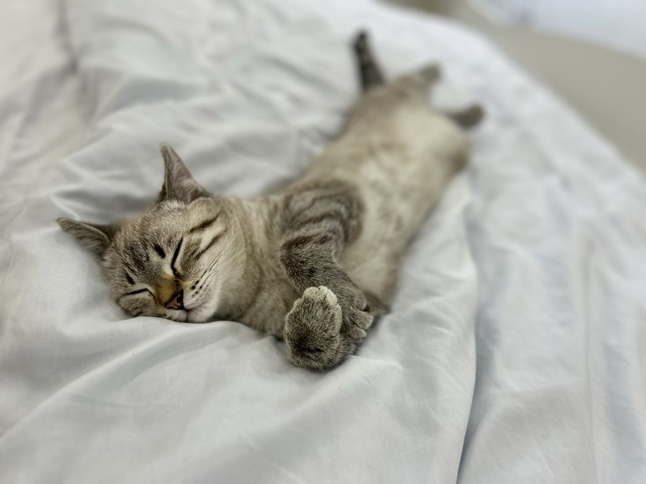 Жоғалған сур мысық Актау