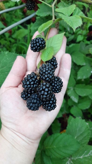 Особняк на Химпаселке