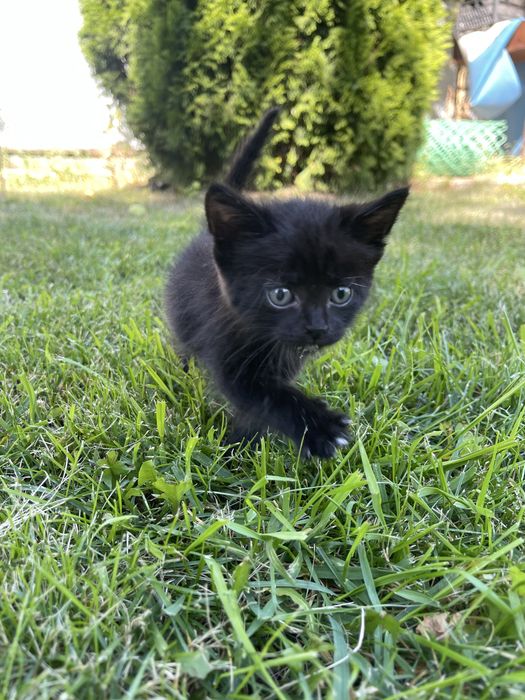 Котенок мальчик ищет дом