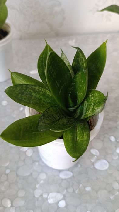 Комнатные растения. Сансевиерия