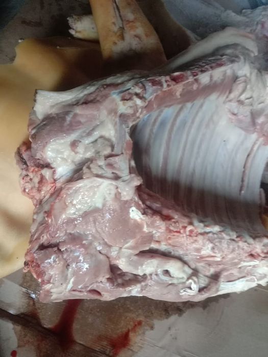 Продам  домашние свиное мясо