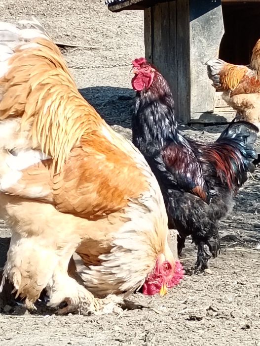 Pui brahma și cocoși