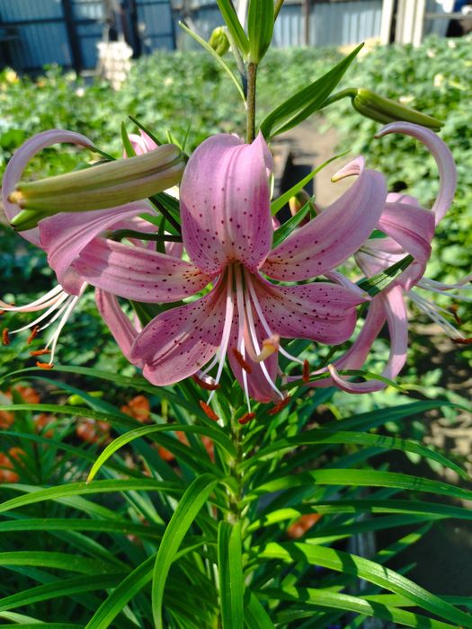 Продам корни лилий