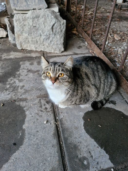 Кошка ищет дом (беременная)