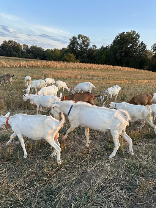 Disponibil tapisor saanen