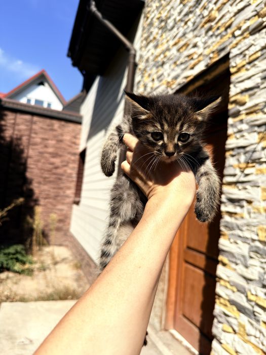 Котята отдам в добрые руки