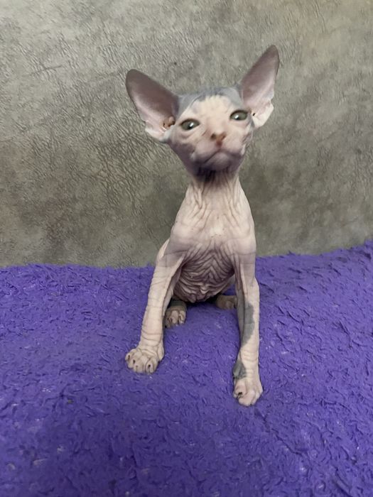 Очаровательные малыши сфинкса