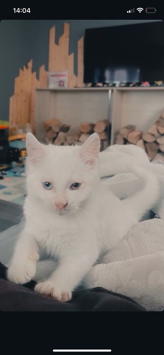 Khao manee котка