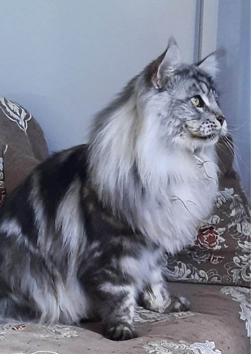 Вязка Мейн-кун