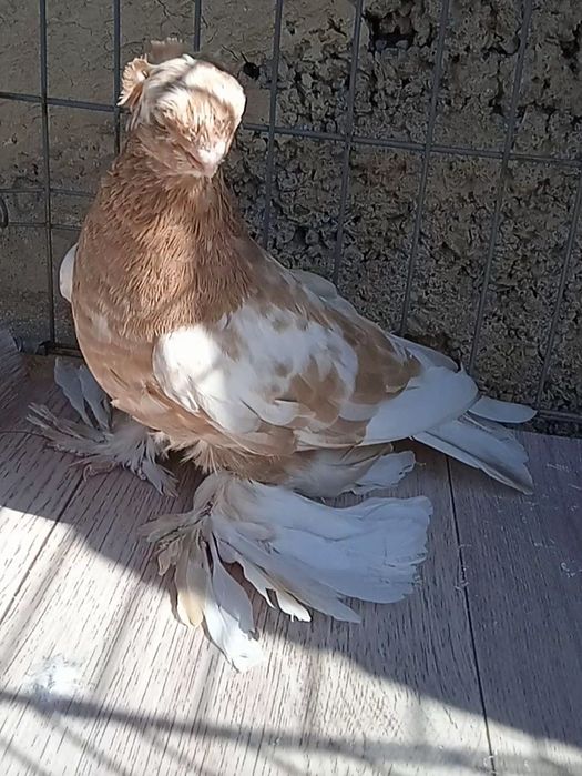 Гульбодамка голубка молодая