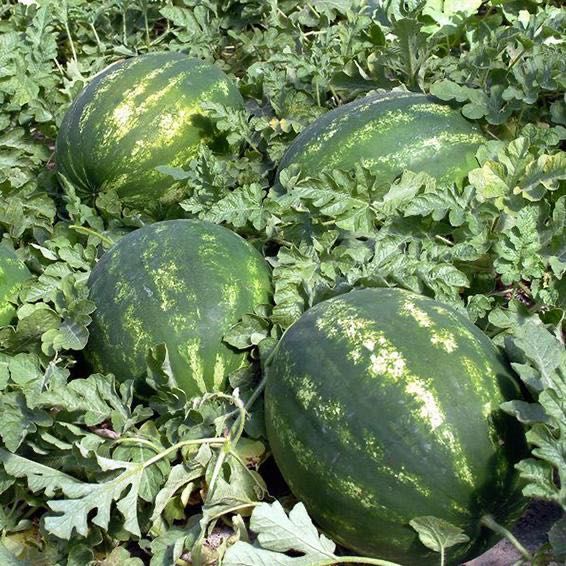 Семена за дини сорт Каристан F1 - Syngenta - 2500 в опаковка