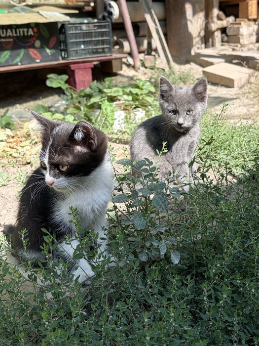 Котята в добрые руки