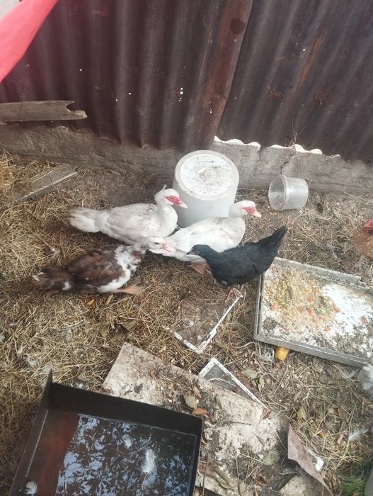 Продам уток и кур