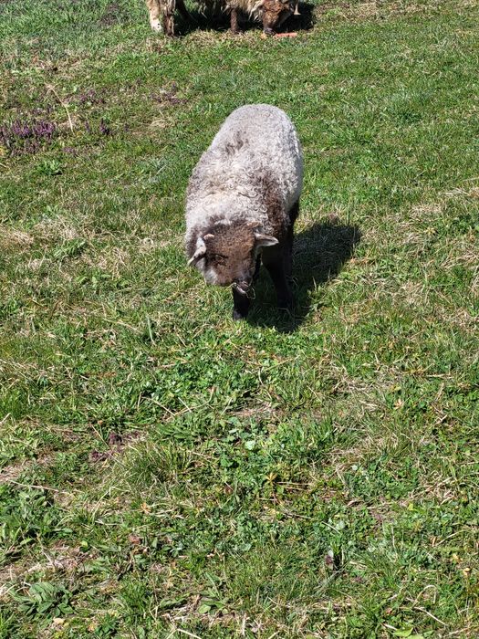 Van mioara cu mieluta