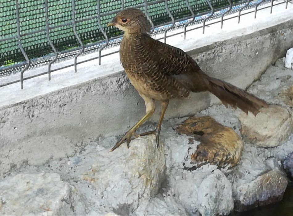 Fazani aurii, argintii, diamant, gaini pheonix potarnichiu - tineret