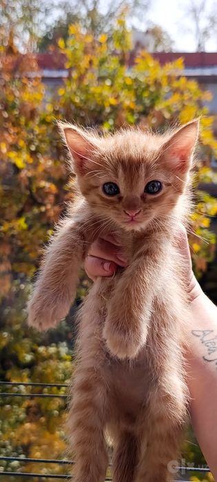 Отдаём Котят бесплатно!