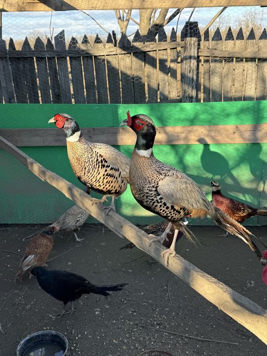 Fazani comuni platină diluată