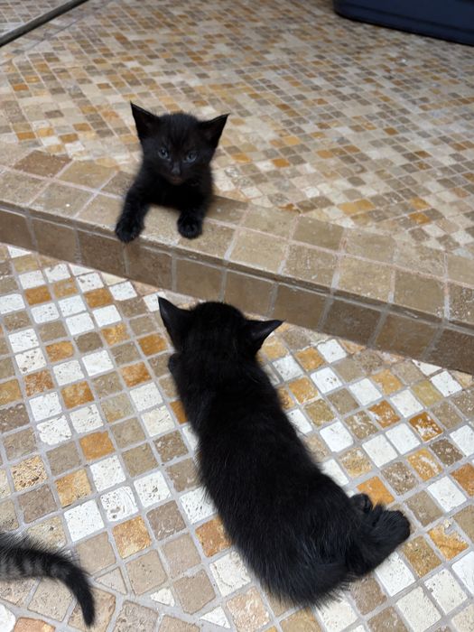 Pisicute de adoptie