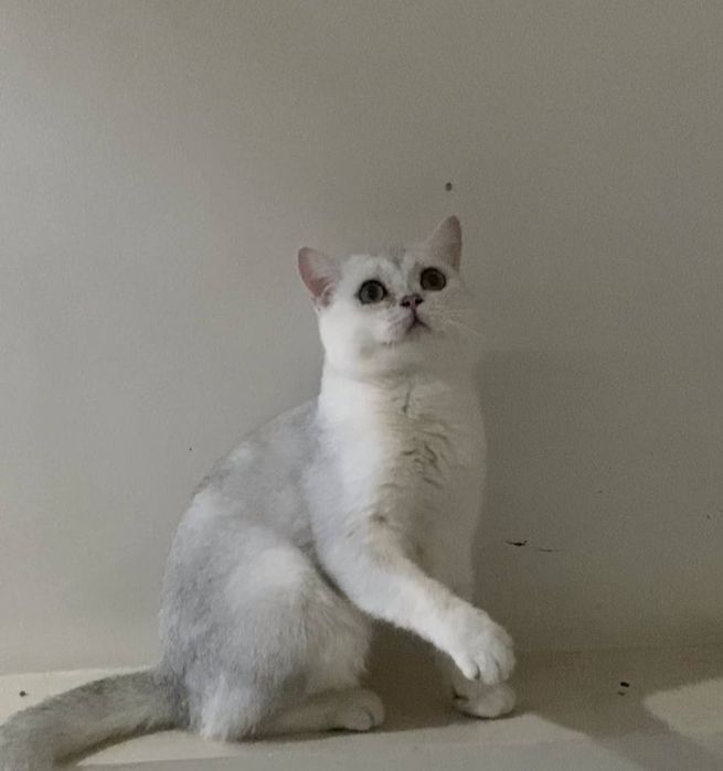 Продается кот Британец,