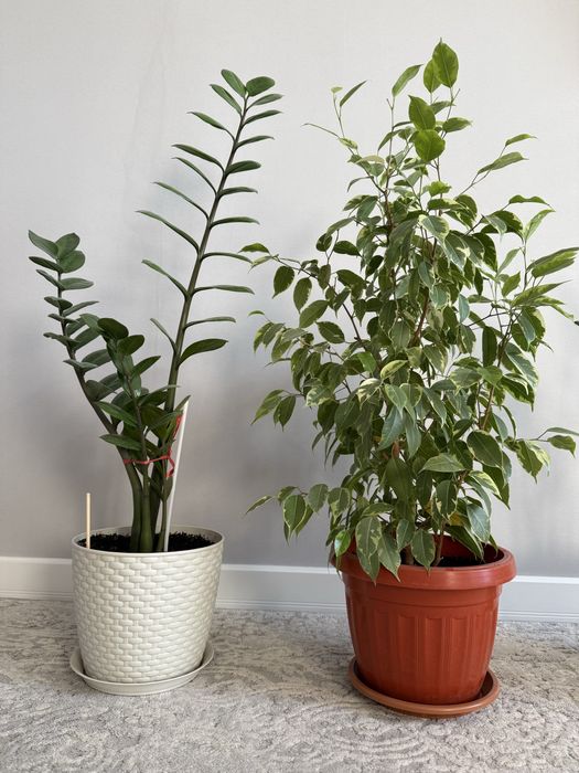 Комнатные цветы