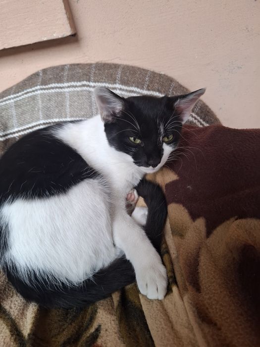 Pui de motan,îl dau ca plec din București și nu are cine sa aibă grija