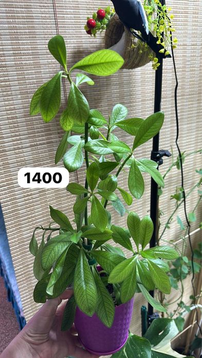 Комнатные растения