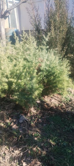 Продавам фиданки ливански кедър и аризонски кипарис