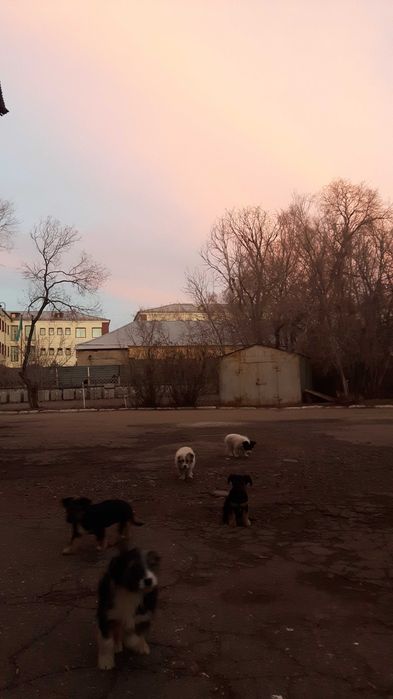 щеночки звоночки