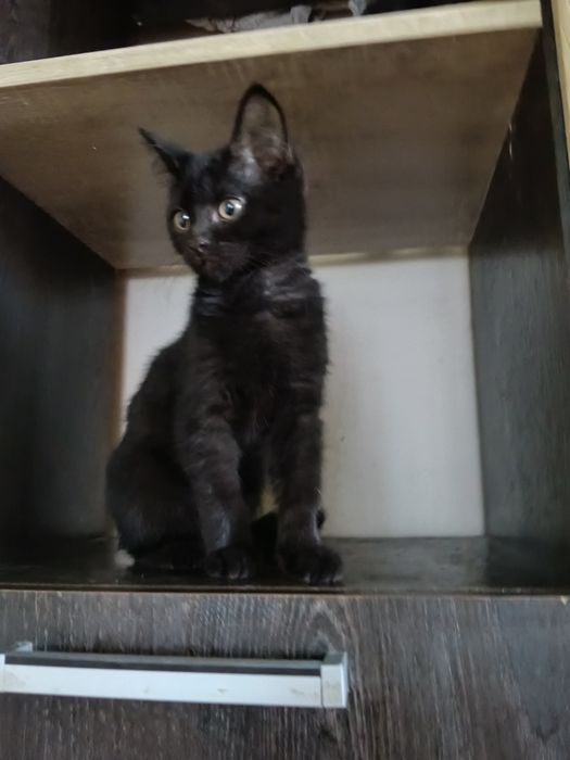 Котёнок девочка 2,5месяца.