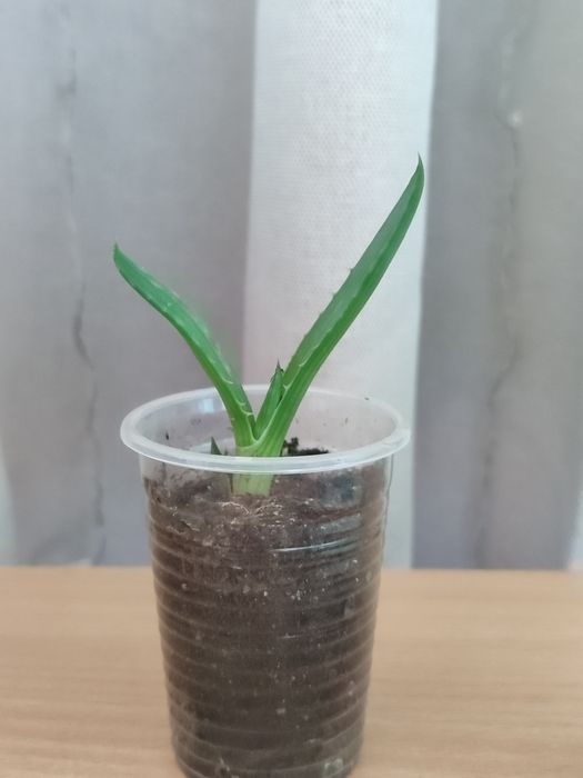 Продам  растение Алоэ