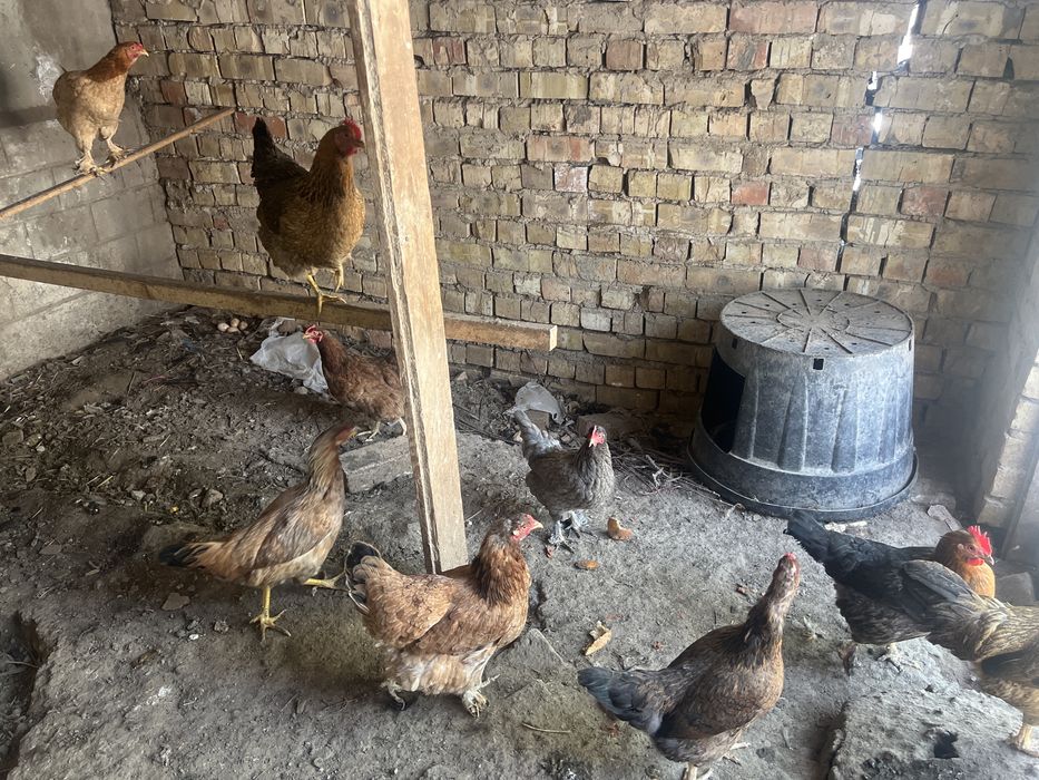 Tovuqlar soni 9ta xamasi soglom tuxum qoyip yotishipti bitasi kurk  !!