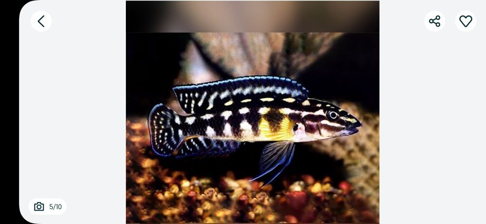 Аквариумни риби африкански цихлиди от езерото Танганика