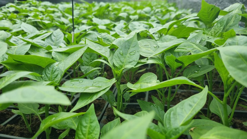 Răsaduri naturale  de ardei direct din grădinădină